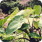 カロ（Kalo）＝タロイモ（ハワイ人の主食）